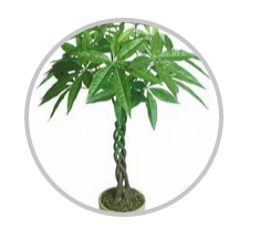 綠植搭配也有講究！